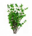 Pack of 6 x 100cm Mini Leaf Ficus Stem