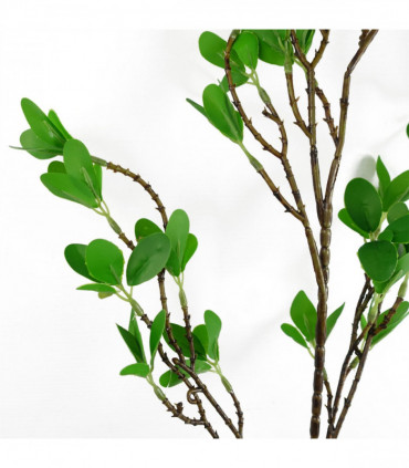 Pack of 6 x 100cm Mini Leaf Ficus Stem