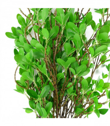 Pack of 6 x 100cm Mini Leaf Ficus Stem