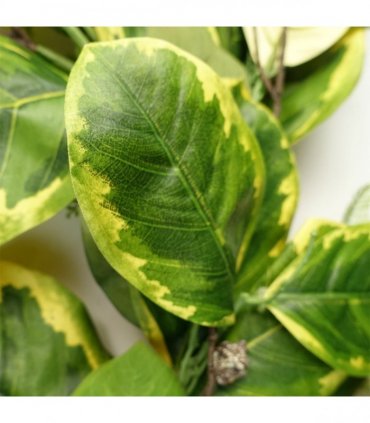 Garland Artificial Trailing Hanging Golden Ficus Plant Realistic Green Yellow