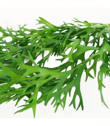 Artificial Hanging Staghorn Fern Green 80cm Pack of 6 Realistic Artificial Fern