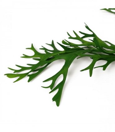 Artificial Hanging Staghorn Fern Green 80cm Pack of 6 Realistic Artificial Fern