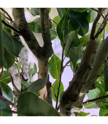 100cm Leaf Realistic Artificial Ficus Tree / Plant Bush Ficus Gold Planter