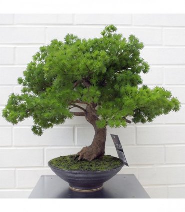 50cm Artificial Luxury Pine Bonsai Tree