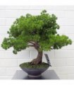 50cm Artificial Luxury Pine Bonsai Tree