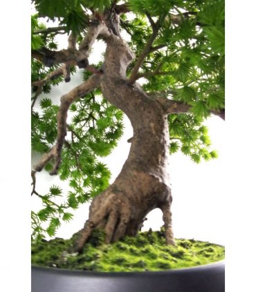 50cm Artificial Luxury Pine Bonsai Tree