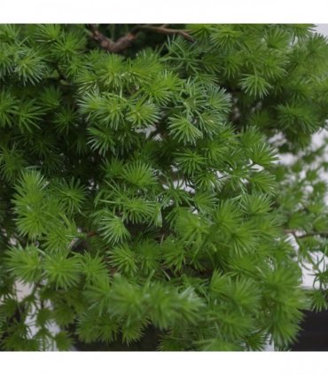 50cm Artificial Luxury Pine Bonsai Tree