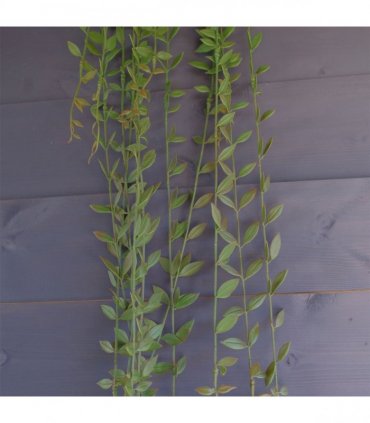 Artificial Hanging String of Pearls 120cm Green Plastic Pack of 12 Plants