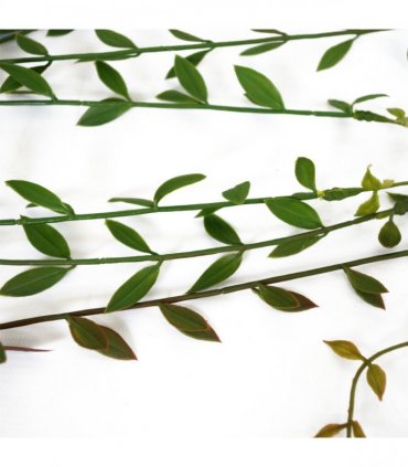 Artificial Hanging String of Pearls Green 120cm Pack of 12 Plastic Leaves Vines