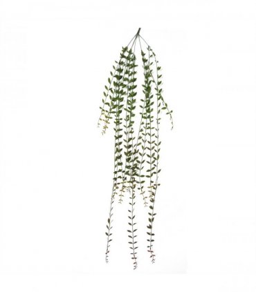 Artificial Hanging String of Pearls Green 120cm Pack of 12 Plastic Leaves Vines