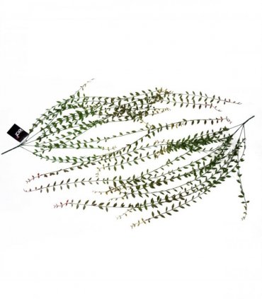 Artificial Hanging String of Pearls Green 120cm Pack of 12 Plastic Leaves Vines