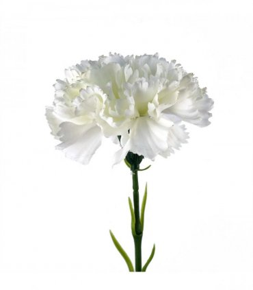 12 x White Carnation Artificial Flowers