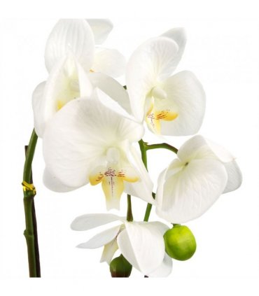 46cm Artificial Orchid White / Gold