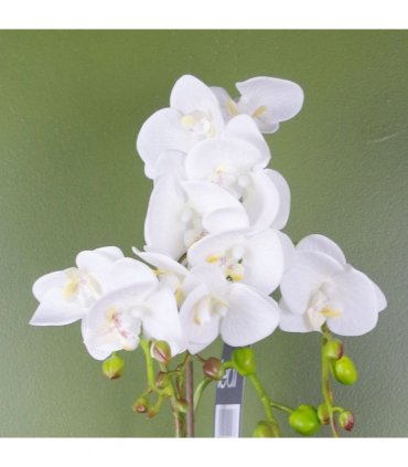 Artificial Orchid Plant - White with Gold Pot - Real Touch Leaves - 10 Flowers