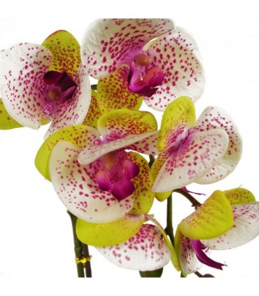 46cm Artificial Orchid Harlequin Pink with Silver Pot