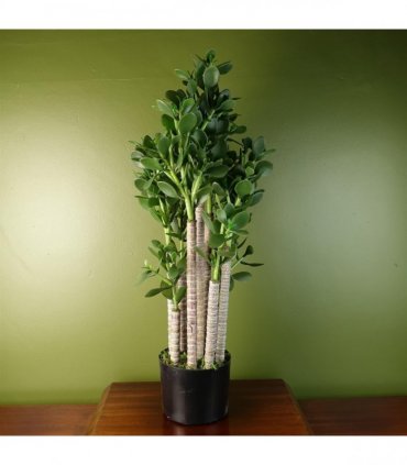 Artificial Green Jade Plant 75cm Large Size Weighted Plastic Pot Classic Style