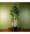 Artificial Green Jade Plant 75cm Large Size Weighted Plastic Pot Classic Style
