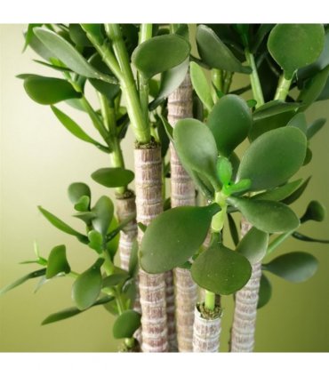 Artificial Green Jade Plant 75cm Large Size Weighted Plastic Pot Classic Style