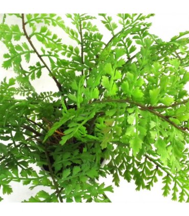 Artificial Fern Plant 30cm Forest Fern Green Plastic 30cm Tall x 40cm x 40cm