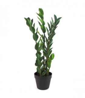 Artificial Zanzibar Green Gem Zamioculcas Succulent Indoor Plant 75cm Green
