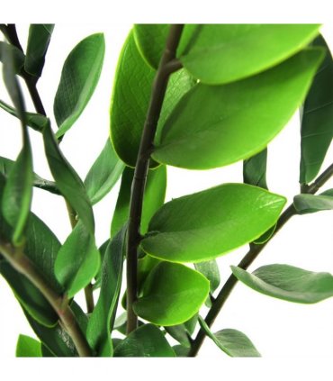 Artificial Zanzibar Green Gem Zamioculcas Succulent Indoor Plant 75cm Green