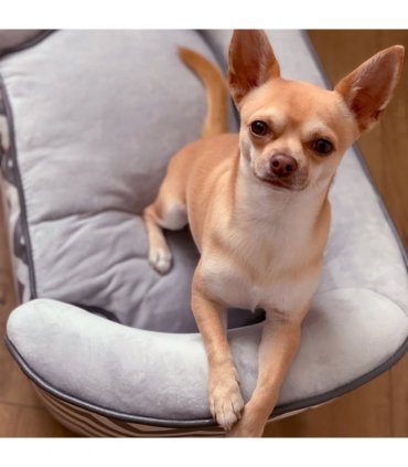 PawHut Dog Sofa Pet Couch for XS Dogs with Removable Sponge Padded Cushion Grey