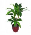 75cm Artificial Dracaena Plant - Wide Trunk Triple Branch Large