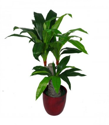 75cm Artificial Dracaena Plant - Wide Trunk Triple Branch Large