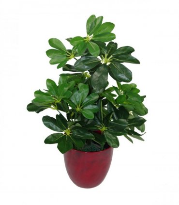 Artificial Arboricola Evergreen Plant 55cm Dark Green Small Bush Plastic Pot