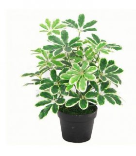 55cm Variegated Artificial Schefflera Arboricola Plant