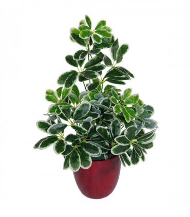 55cm Variegated Artificial Schefflera Arboricola Plant