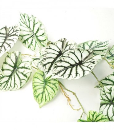 Trailing Plant Alocasia Dragon Scale Light Green Variegated 120cm Pack of 6
