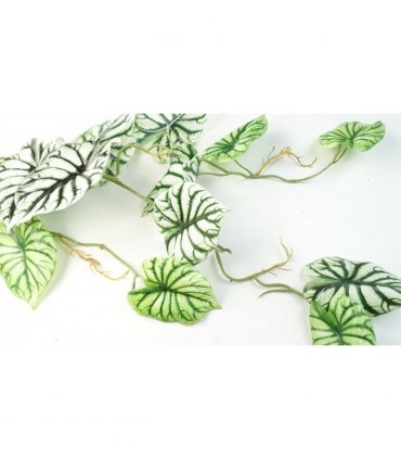 Trailing Plant Alocasia Dragon Scale Light Green Variegated 120cm Pack of 6