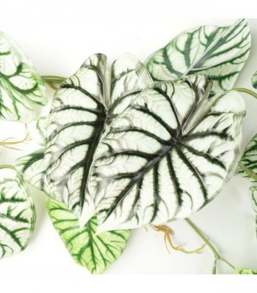 Trailing Plant Alocasia Dragon Scale Light Green Variegated 120cm Pack of 6