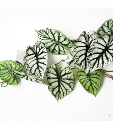 Trailing Plant Alocasia Dragon Scale Light Green Variegated 120cm Pack of 6