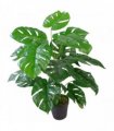 Artificial Monstera Cheese Plant Green 60cm Leaf realistic Moss covered pot
