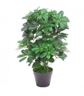 55cm Dark Green Artificial Schefflera Arboricola Plant