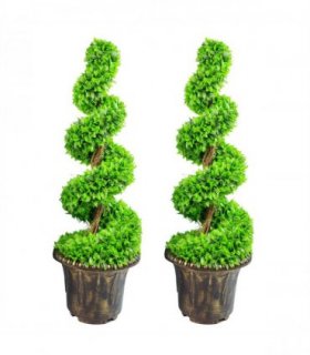 Topiary Trees 90cm Green Large Leaf Spiral Pair with Decorative Planters