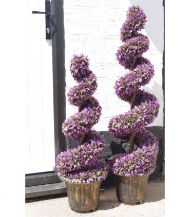 120cm Pair of Purple Large Leaf Spiral Topiary Trees with Decorative Planters