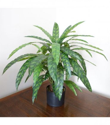 Artificial Calathea Plant 60cm x 60cm Variegated Green Bushy Leaves