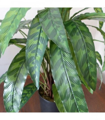Artificial Calathea Plant 60cm x 60cm Variegated Green Bushy Leaves