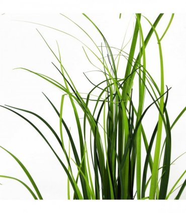 60cm Artificial Lemongrass Grass Plant
