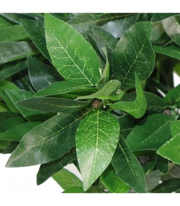 Pair of 120cm (4ft) Twist Natural Artificial Topiary Bay Laurel Ball Trees