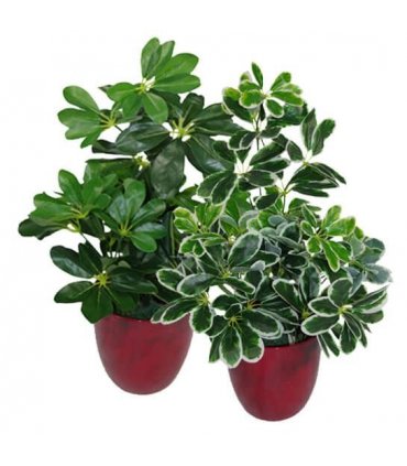 55cm Variegated Artificial Schefflera Arboricola Plant