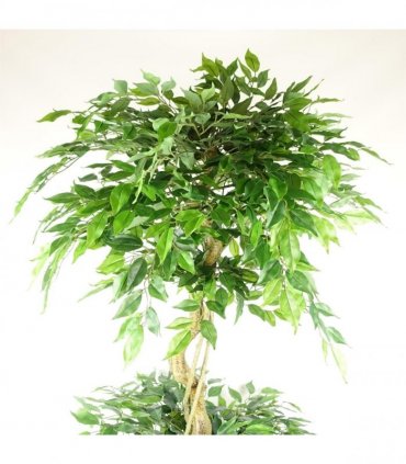 180cm Artificial Twisted Trunk Fruticosa Ficus Tree Triple Ball Topiary 1984 Leaves