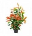 80cm Leaf Realistic Red Robin Artificial Ficus Tree / Plant