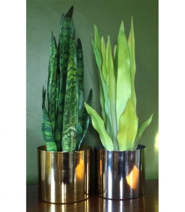 70cm Artificial Sansevieria Zeylanica Plant