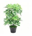 55cm Variegated Artificial Schefflera Arboricola Plant