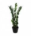 75cm Artificial Zanzibar Green Gem Zamioculcas Succulent Indoor Plant
