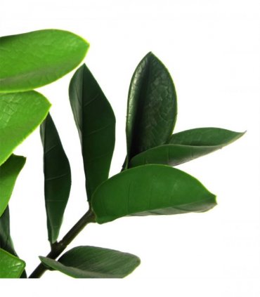 75cm Artificial Zanzibar Green Gem Zamioculcas Succulent Indoor Plant